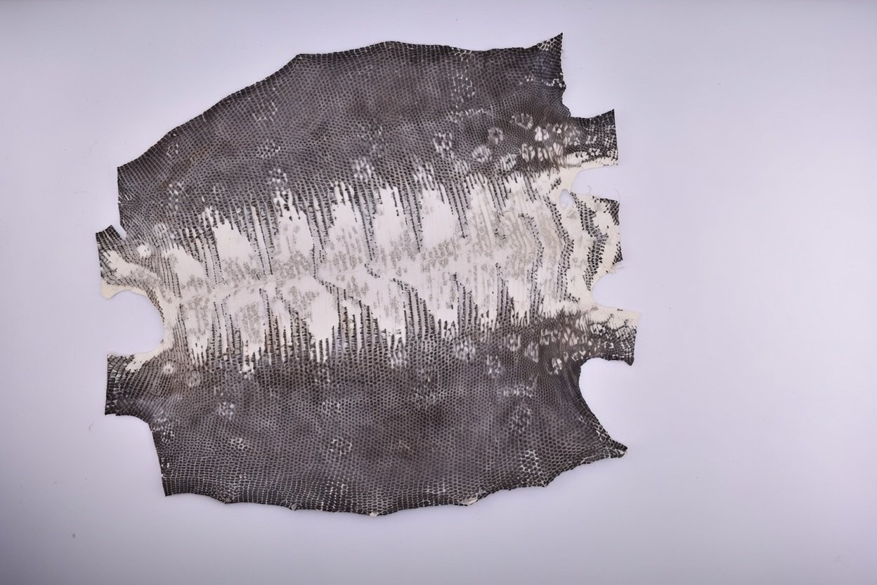 Monitor lizard leather